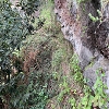 Plants: image3 105 Of 208 Thumb